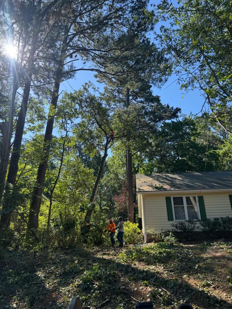 Tree climber working in the canopy of a tall pine